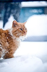 click for enlarge 402 X 604 37.6 Kb picture