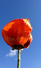 click for enlarge 623 X 1024 79.2 Kb picture