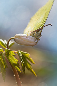 click for enlarge 641 X 962 332.4 Kb picture