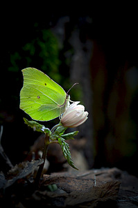 click for enlarge 641 X 962 286.3 Kb picture