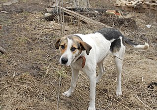 click for enlarge 1280 X 894 327.4 Kb picture