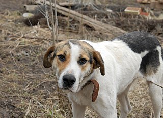 click for enlarge 1280 X 928 196.0 Kb picture