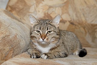 click for enlarge 1280 X 857 193.0 Kb picture