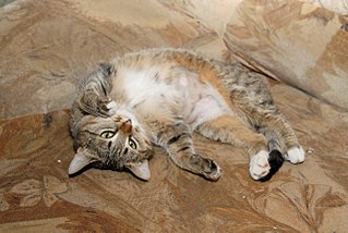 click for enlarge 1280 X 857 190.9 Kb picture