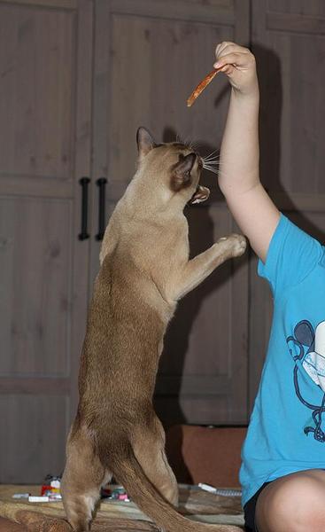 click for enlarge 549 X 897 58.5 Kb picture