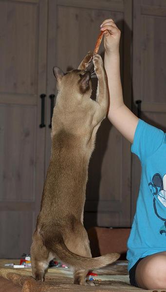 click for enlarge 560 X 984 62.5 Kb picture