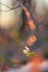 click for enlarge 533 X 799 146.2 Kb picture