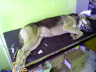 click for enlarge 1920 X 1440 735.2 Kb picture