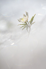 click for enlarge 533 X 799 76.3 Kb picture