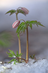click for enlarge 533 X 799 138.4 Kb picture