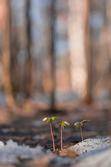 click for enlarge 533 X 799 128.5 Kb picture