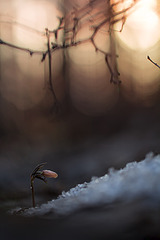 click for enlarge 533 X 799 112.2 Kb picture