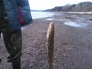 click for enlarge 1920 X 1440 757.3 Kb picture