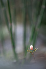click for enlarge 533 X 799 83.1 Kb picture