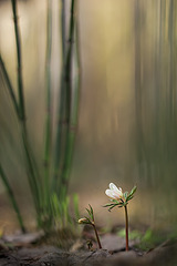 click for enlarge 533 X 799 114.3 Kb picture