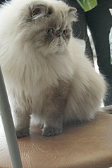 click for enlarge 401 X 604 38.5 Kb picture