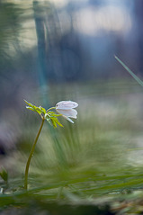 click for enlarge 598 X 900 104.1 Kb picture