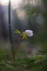 click for enlarge 531 X 800 45.7 Kb picture