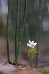 click for enlarge 531 X 800 44.5 Kb picture