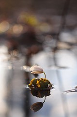 click for enlarge 531 X 800 47.1 Kb picture