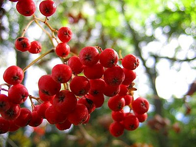 click for enlarge 500 X 375 40.9 Kb picture