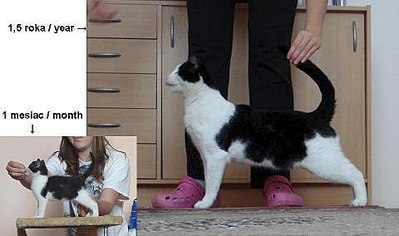 click for enlarge 480 X 284 21.7 Kb picture