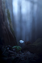 click for enlarge 533 X 799 95.1 Kb picture