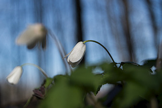 click for enlarge 800 X 532 200.6 Kb picture