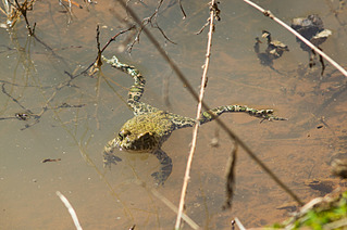 click for enlarge 800 X 532 334.7 Kb picture