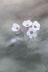 click for enlarge 467 X 700 207.2 Kb picture