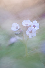 click for enlarge 466 X 700 225.5 Kb picture