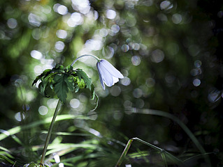 click for enlarge 900 X 677 426.7 Kb picture