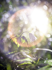 click for enlarge 672 X 900 405.1 Kb picture