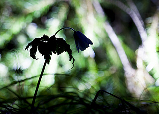 click for enlarge 900 X 650 376.9 Kb picture