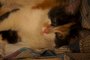 click for enlarge 1920 X 1275 437.1 Kb picture