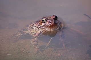 click for enlarge 800 X 531  50.3 Kb picture