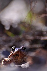 click for enlarge 531 X 800 57.8 Kb picture