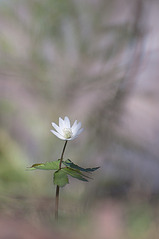 click for enlarge 598 X 900  83.7 Kb picture