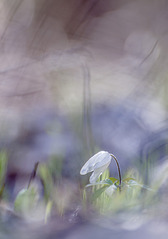 click for enlarge 631 X 900 109.2 Kb picture