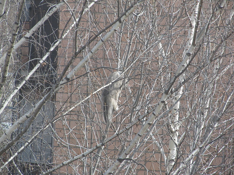 click for enlarge 1920 X 1440 429.6 Kb picture