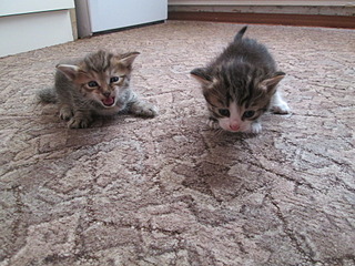 click for enlarge 1920 X 1440 861.3 Kb picture