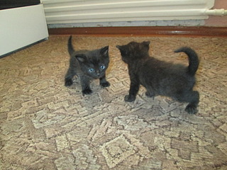 click for enlarge 1920 X 1440 596.8 Kb picture