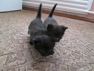 click for enlarge 1920 X 1440 634.0 Kb picture