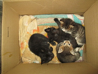 click for enlarge 1920 X 1440 638.9 Kb picture