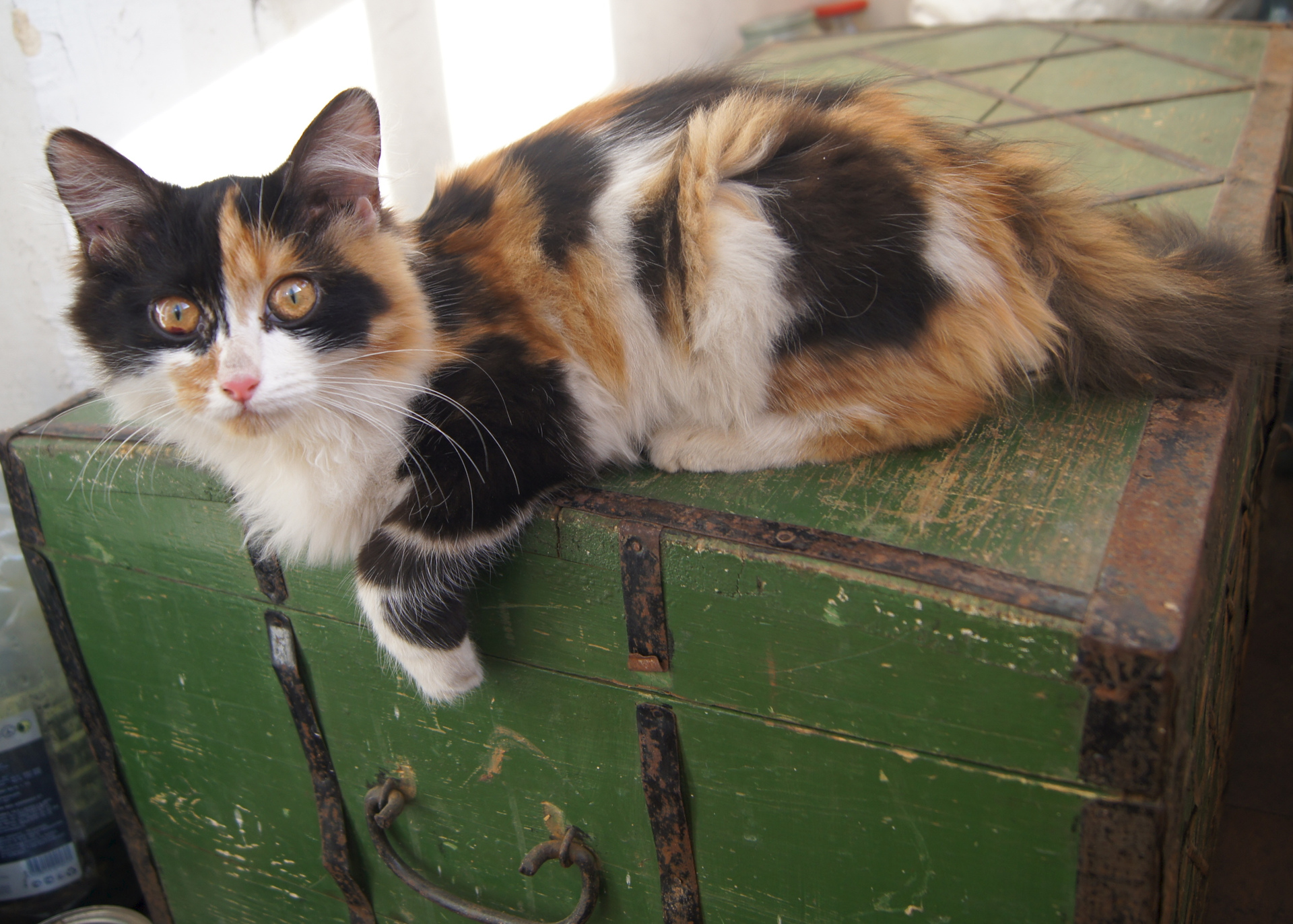 Известно что трехшерстные кошки. Норвежская Лесная кошка трехцветная черепаховая. Трехшерстная кошка крысоловка. Сибирская кошка рыжая трехцветная. Трехшерстная кошка пушистая.