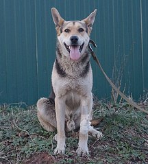 click for enlarge 1258 X 1392 365.0 Kb picture