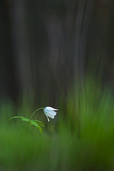 click for enlarge 533 X 799 72.2 Kb picture