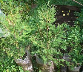 click for enlarge 718 X 618 161.3 Kb picture