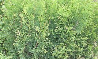 click for enlarge 1037 X 630 228.2 Kb picture