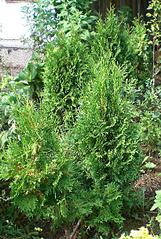 click for enlarge 410 X 608 100.3 Kb picture